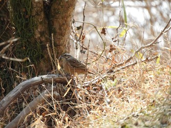 2017年3月20日(月) 筑波山の野鳥観察記録