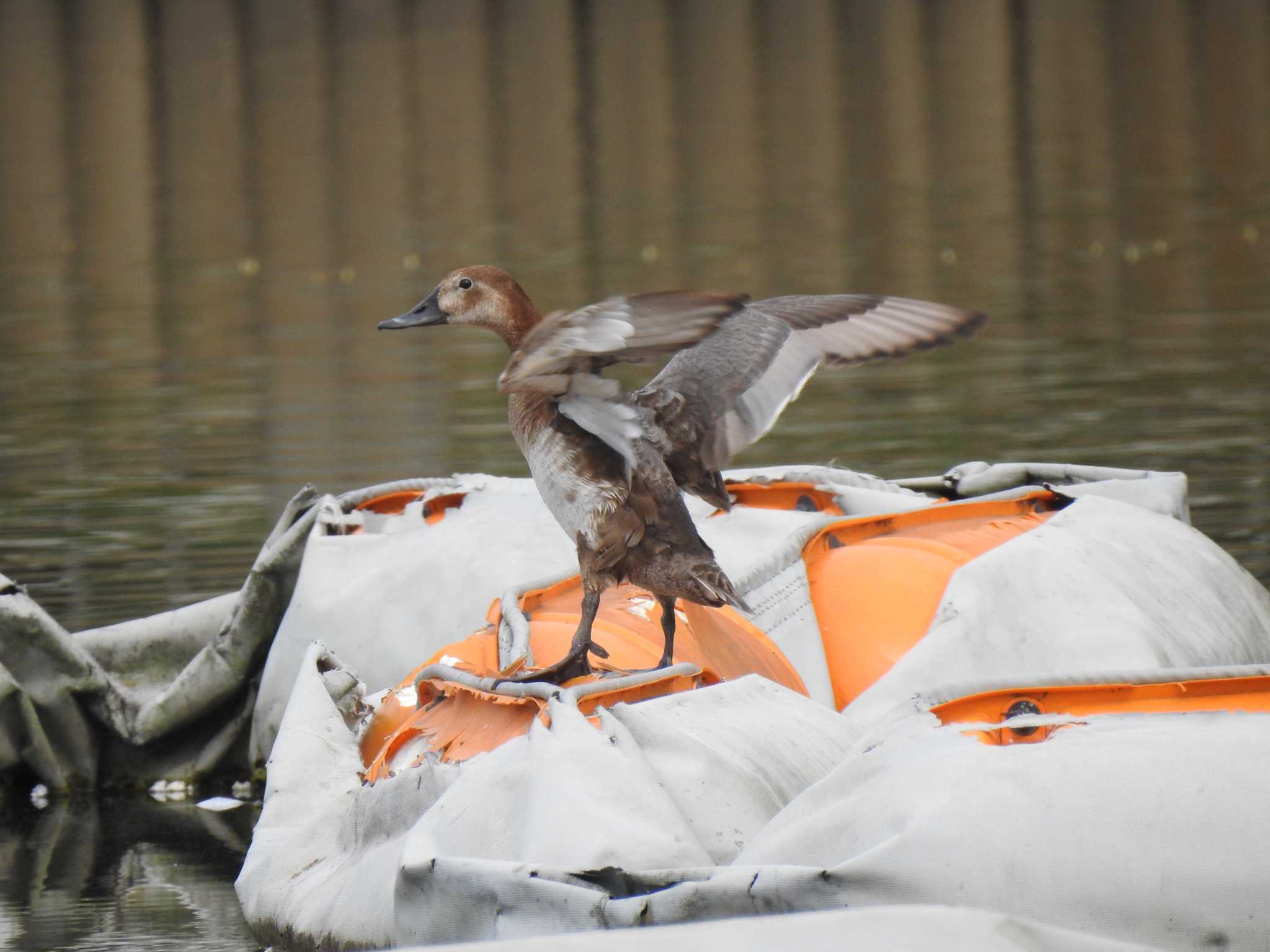 Common Pochard