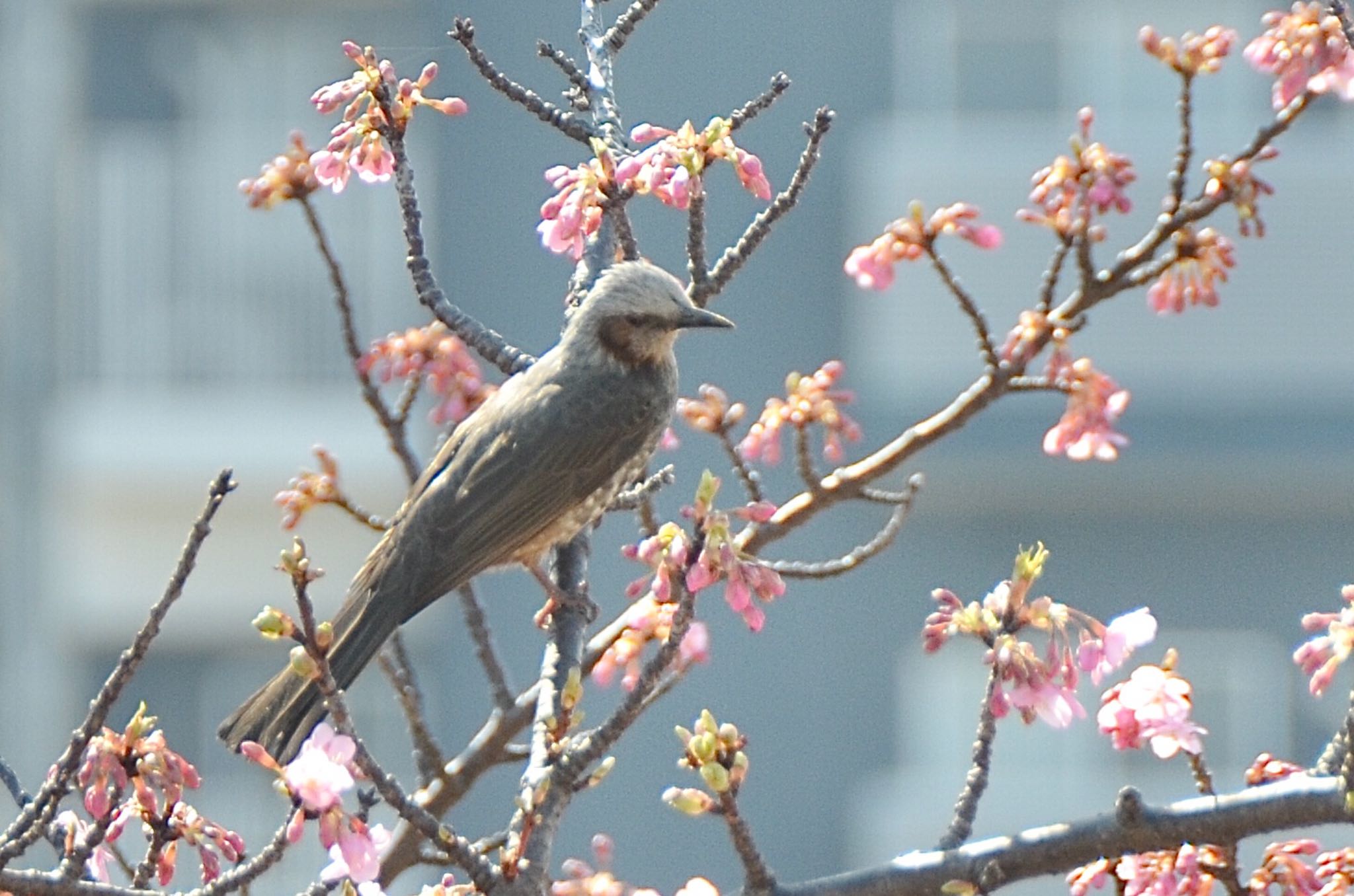 旧中川水辺公園 ヒヨドリの写真 by あらどん