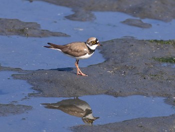 コチドリ 東京港野鳥公園 2021年6月1日(火)