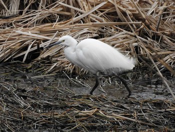 2017年3月14日(火) 手賀沼の野鳥観察記録