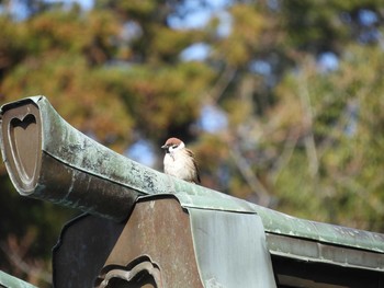 スズメ 筑波山 2017年3月20日(月)