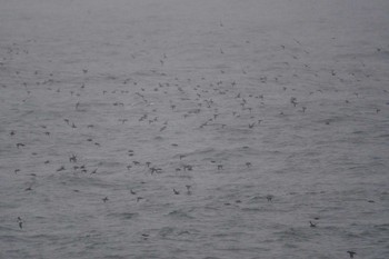 Sooty Shearwater 大洗-苫小牧航路 Sat, 5/22/2021