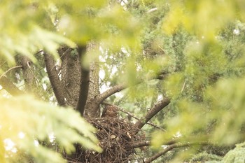 オオタカ 場所が不明 2021年6月26日(土)