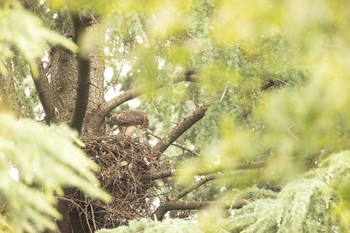 オオタカ 場所が不明 2021年6月26日(土)