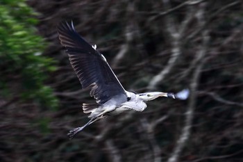 Grey Heron Akashi Park Sun, 3/26/2017