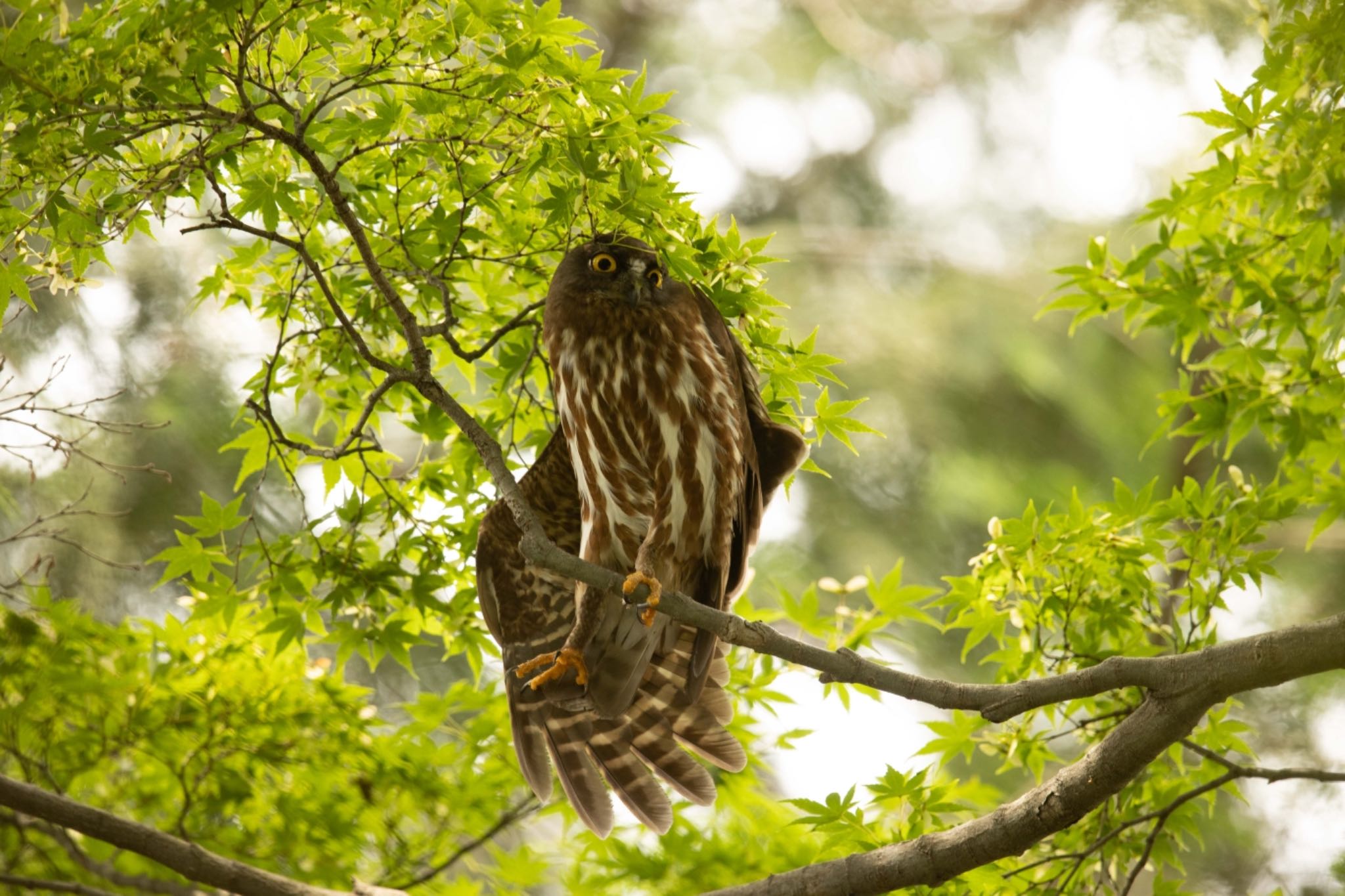  アオバズクの写真 by アカウント5644