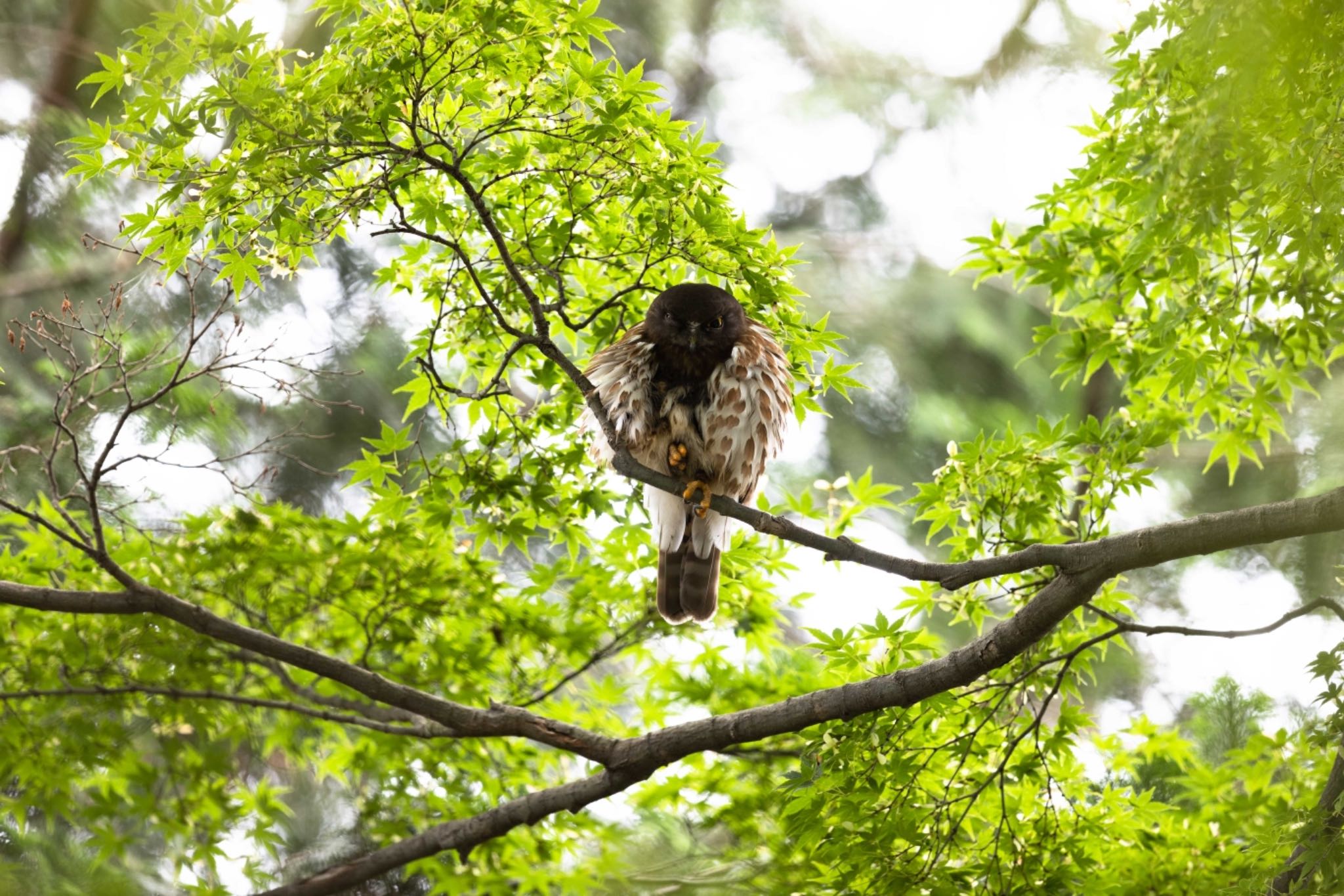  アオバズクの写真 by アカウント5644