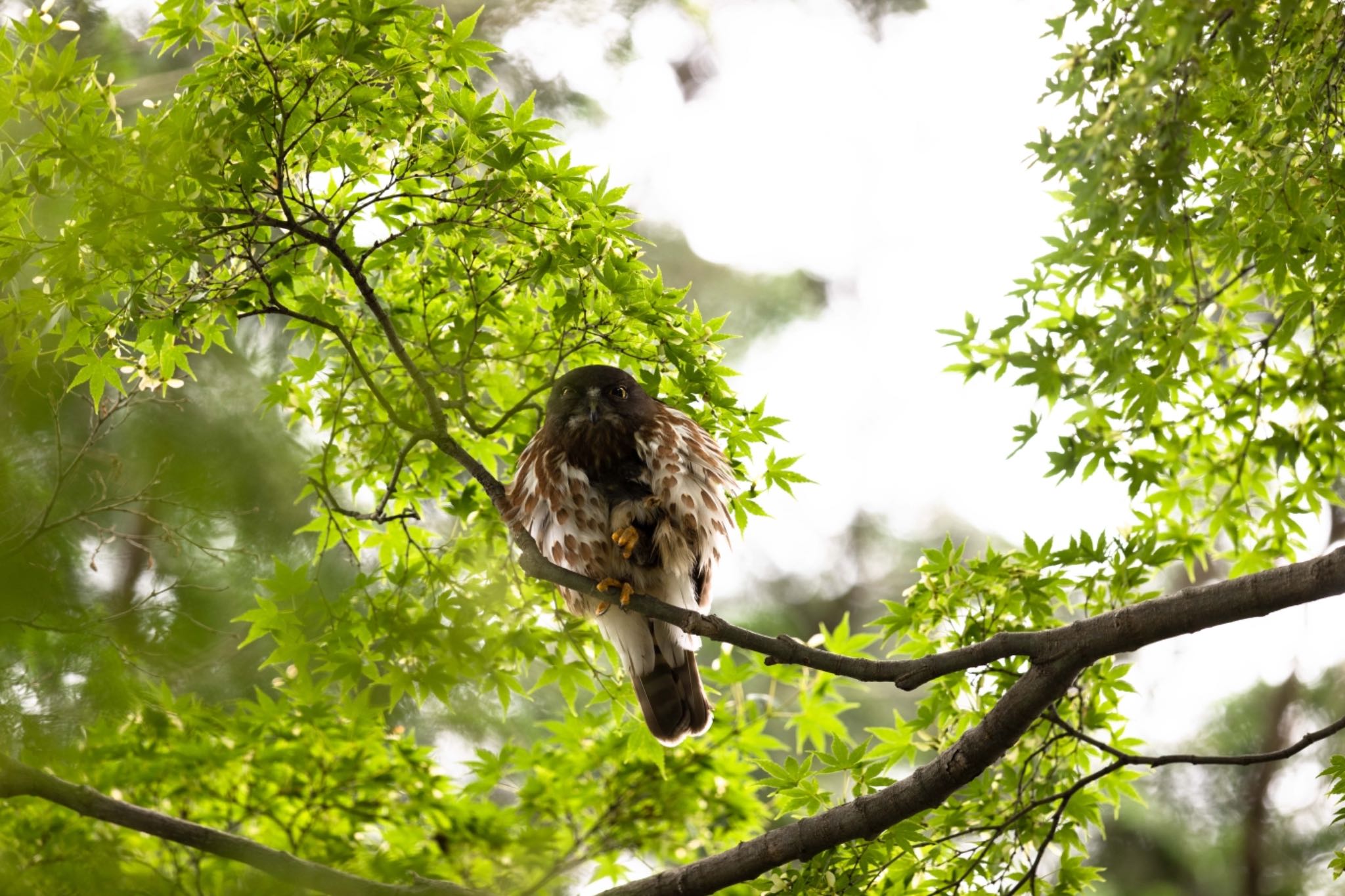  アオバズクの写真 by アカウント5644