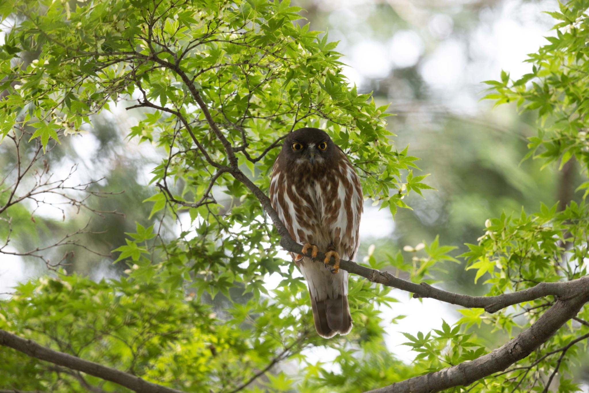  アオバズクの写真 by アカウント5644