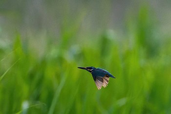 Common Kingfisher 福岡県 鞍手町 Tue, 6/22/2021