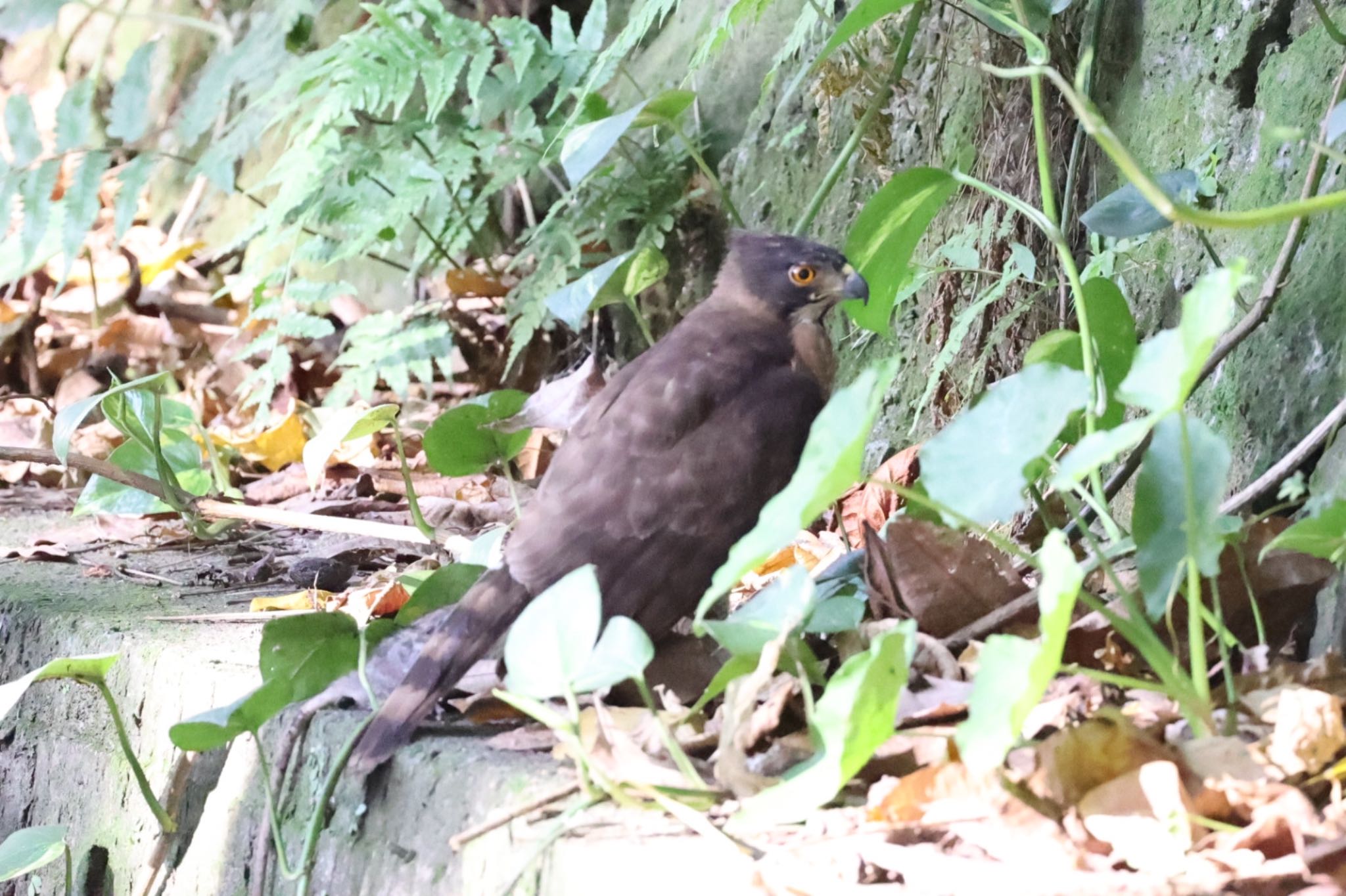 Photo of Crested Goshawk at 天和公園(台北) by FUGU