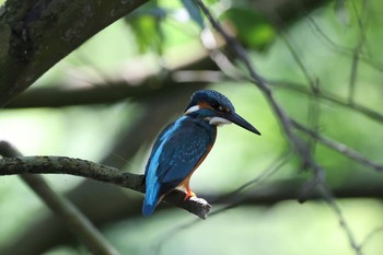 Common Kingfisher 陽明山前山公園 Sun, 4/11/2021