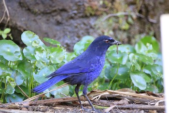 ルリチョウ 三貂嶺 2017年4月29日(土)