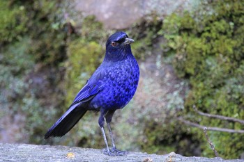 Taiwan Whistling Thrush 三貂嶺 Sat, 4/29/2017