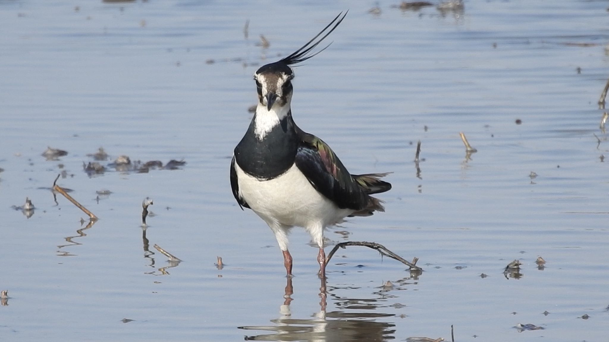 Photo of Northern Lapwing at 雲林縣元長鄉 by FUGU
