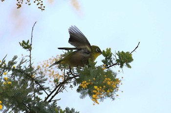 Warbling White-eye 淡路景観園芸学校 Sun, 3/19/2017