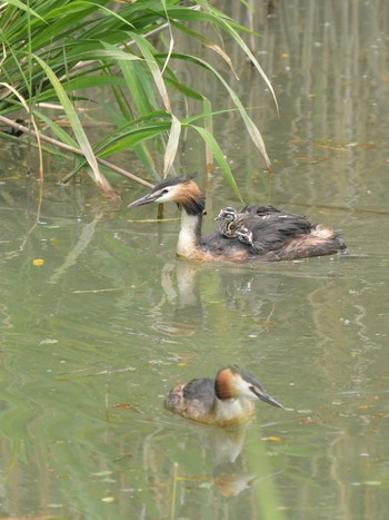 Great Crested Grebe Unknown Spots Sat, 6/26/2021