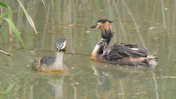 Great Crested Grebe Unknown Spots Sat, 6/26/2021