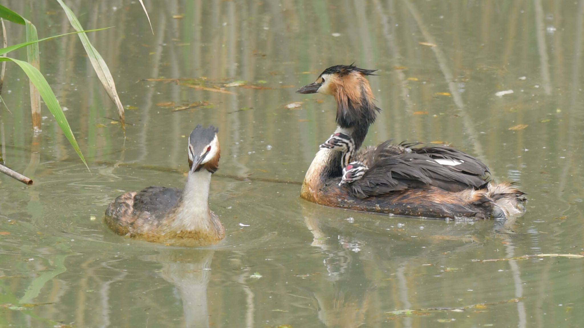 Photo of Great Crested Grebe at  by ヨウコ