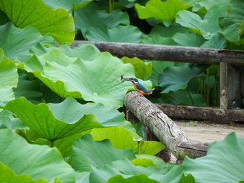 Common Kingfisher Machida Yakushiike Park Sat, 6/26/2021