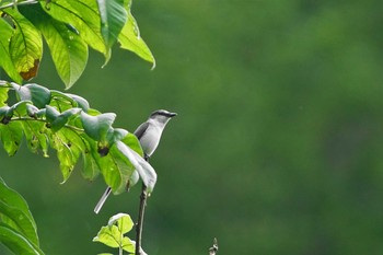 サンショウクイ 陣馬山 2021年6月12日(土)