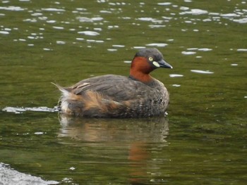 カイツブリ 東京港野鳥公園 2021年6月26日(土)