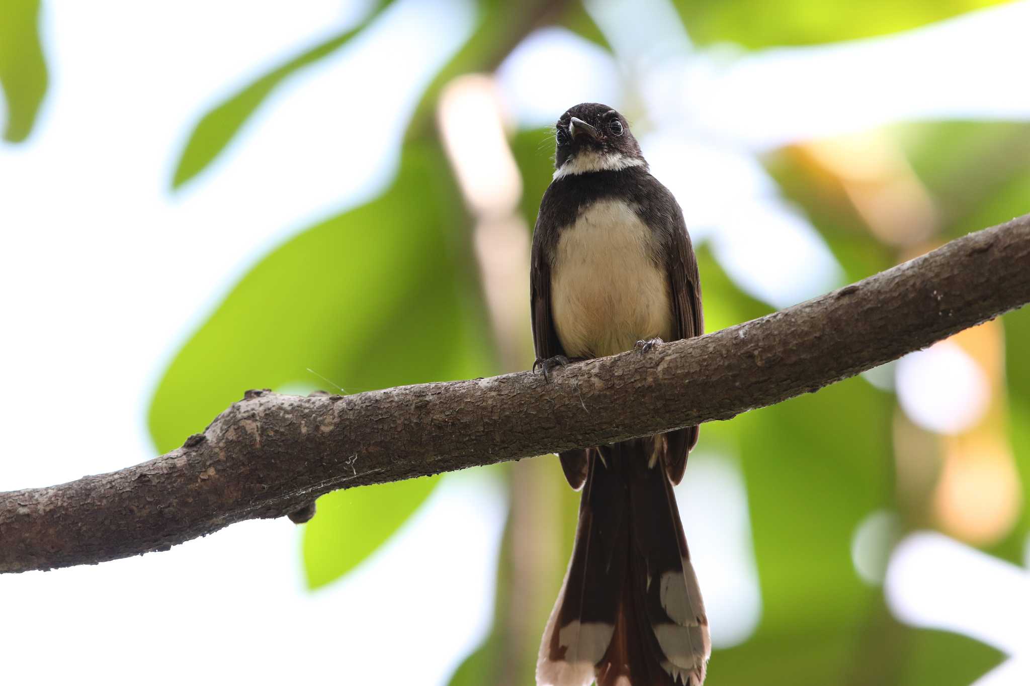 Photo of Malaysian Pied Fantail at Sri Nakhon Khuean Khan Park And Botanical Garden by Trio