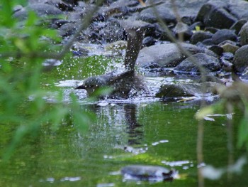 ヒヨドリ 福井緑地(札幌市西区) 2021年6月30日(水)