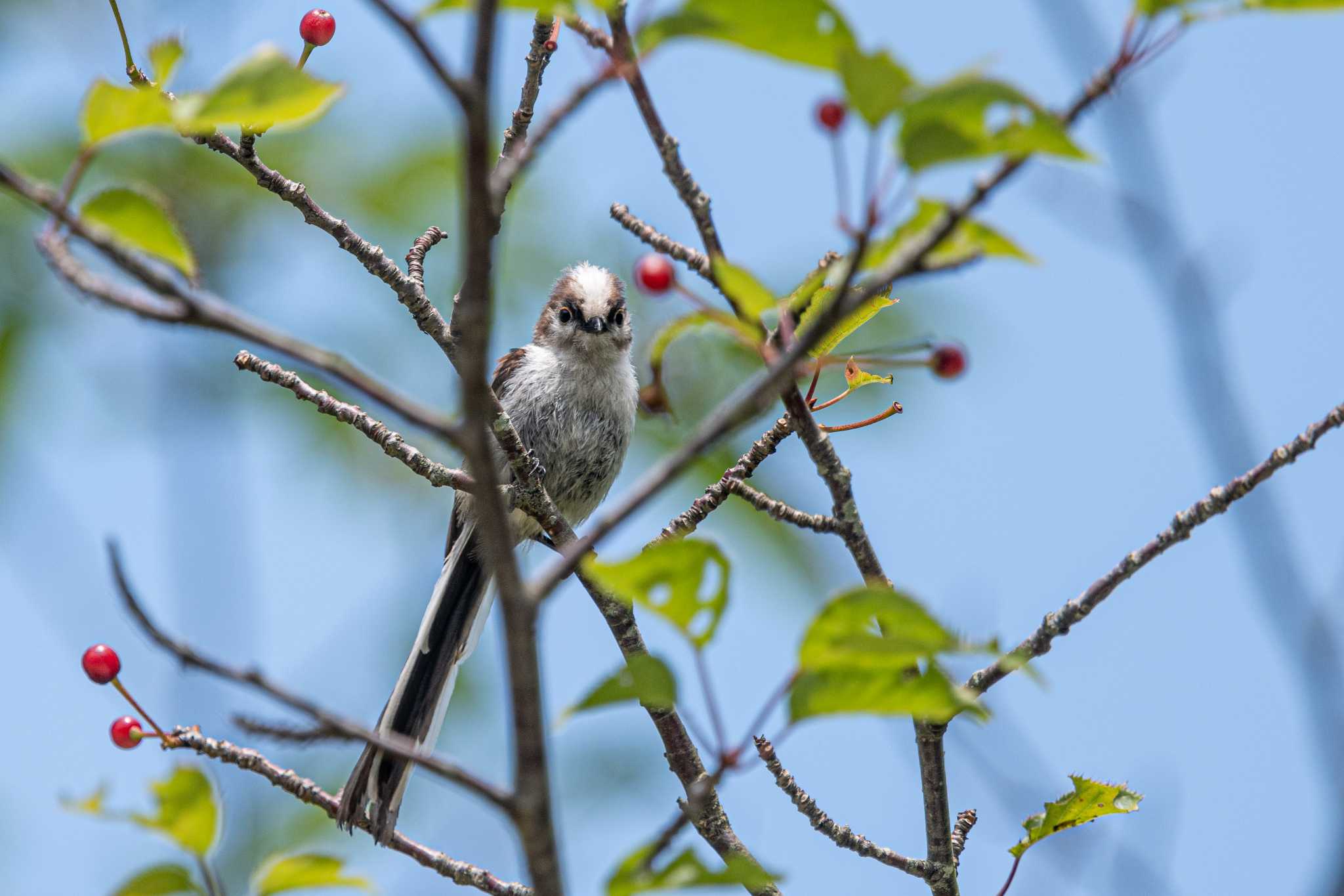 Photo of Long-tailed Tit at 金ケ崎公園 by ときのたまお