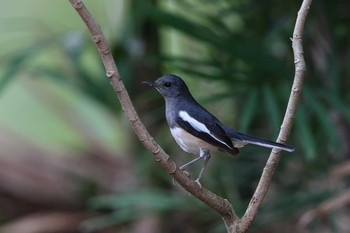 Oriental Magpie-Robin Sri Nakhon Khuean Khan Park And Botanical Garden Sun, 3/19/2017