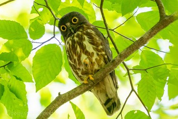 アオバズク 八東ふるさとの森 2021年6月21日(月)