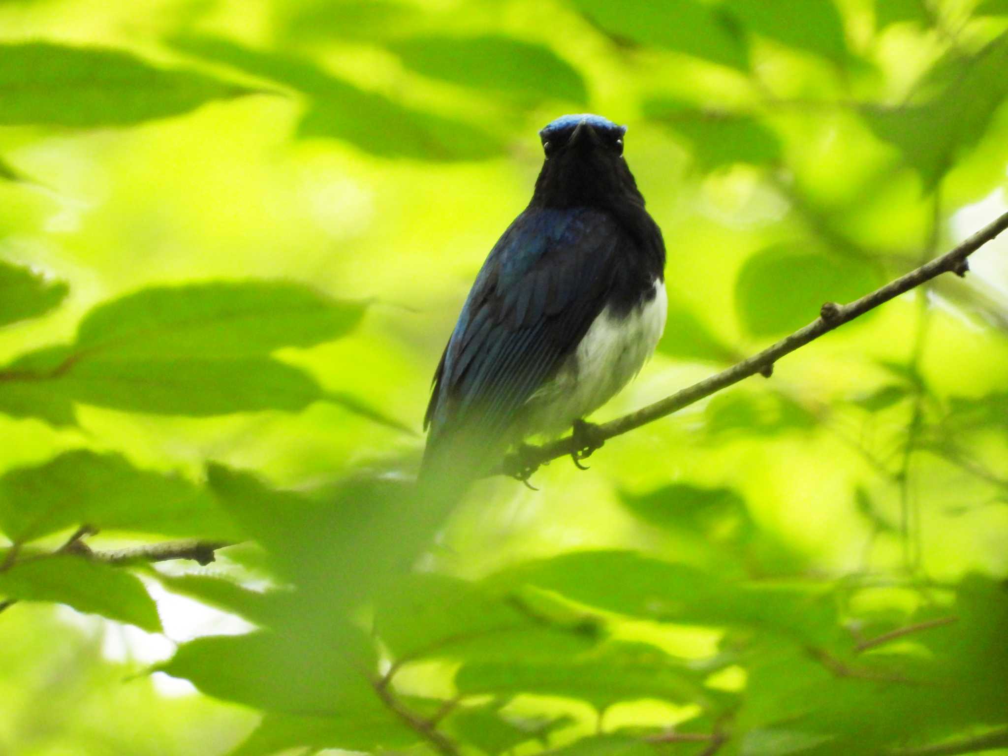 太白山自然観察の森 オオルリの写真 by ぴーさん