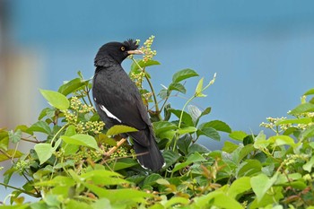 Crested Myna 金井遊水地(金井遊水池) Wed, 6/30/2021