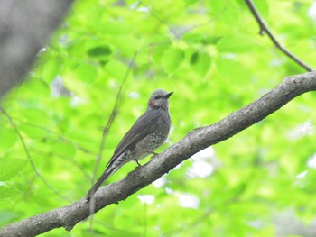 Sun, 5/16/2021 Birding report at 栃木県民の森