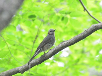 ヒヨドリ 栃木県民の森 2021年5月16日(日)