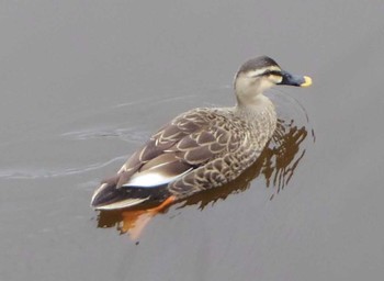 マガモ 浜離宮恩賜庭園 2017年3月26日(日)