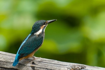 カワセミ 薬師池公園 2021年6月13日(日)