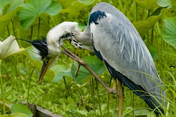 アオサギ 薬師池公園 2021年6月13日(日)