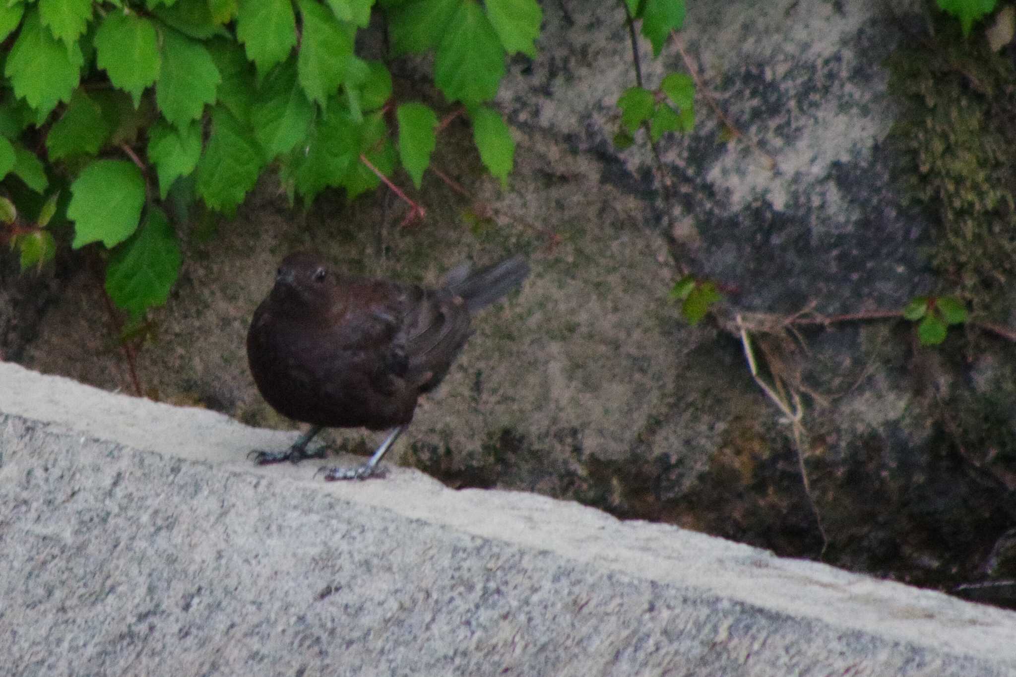 福井緑地(札幌市西区) カワガラスの写真 by 98_Ark (98ｱｰｸ)