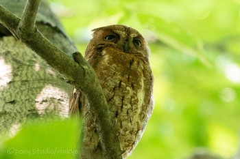 Oriental Scops Owl 八東ふるさとの森 Mon, 6/21/2021