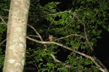 Japanese Scops Owl 八東ふるさとの森 Mon, 6/21/2021