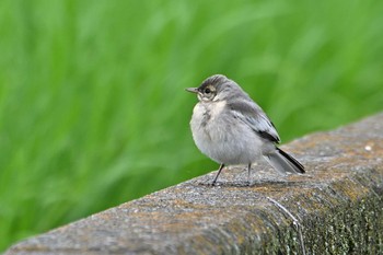 White Wagtail 神奈川県横浜市 Wed, 6/30/2021