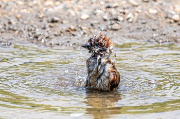 Eurasian Tree Sparrow 神戸市西区岩岡町 Thu, 6/17/2021