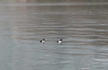 キンクロハジロ 浜離宮恩賜庭園 2017年3月26日(日)