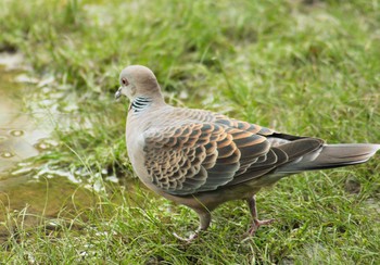 Oriental Turtle Dove Hattori Ryokuchi Park Tue, 6/29/2021