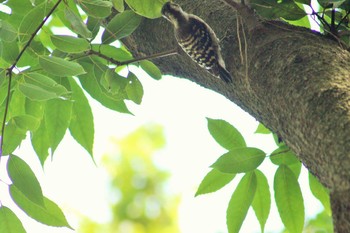 Japanese Pygmy Woodpecker Hattori Ryokuchi Park Tue, 6/29/2021