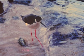 Black-necked Stilt Monterey Bay Aquarium, CA, USA Mon, 2/11/2002