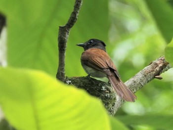 2021年6月30日(水) 岐阜県の野鳥観察記録