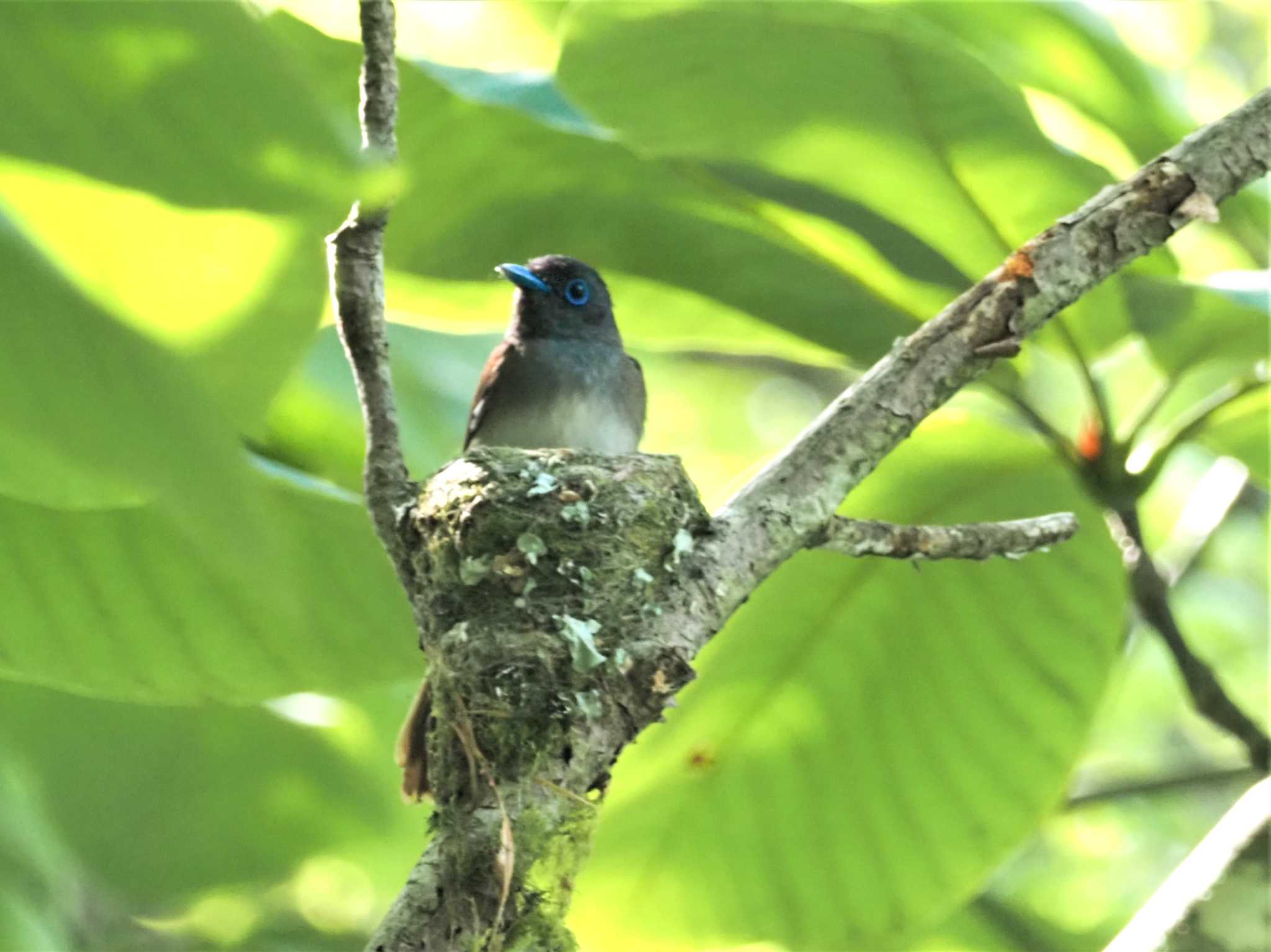 岐阜県 サンコウチョウの写真 by KazuIson